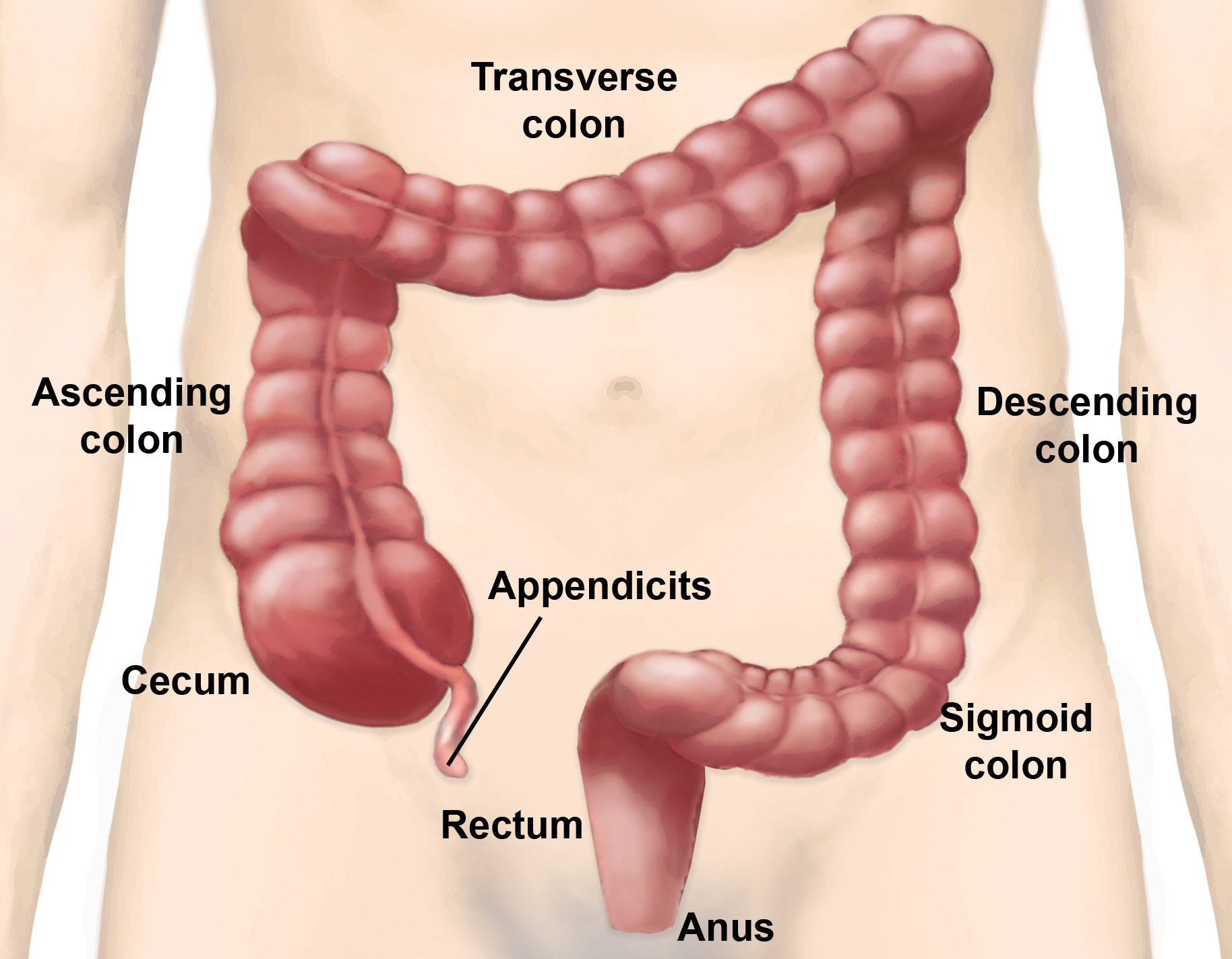 Colon Cleansing and Fasting – Humbleweed